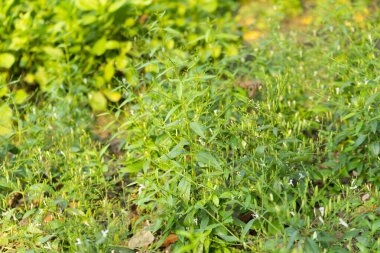 Andrographis 'in doğa bahçesindeki panikleme çiçeğini kapat.