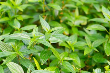 Bahçede büyüyen yeşil bitkiler. Kapat. 