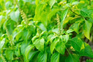 Bahçede taze yeşil fesleğen