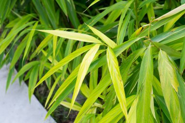 yeşil yapraklar, bitkiler ve yapraklar