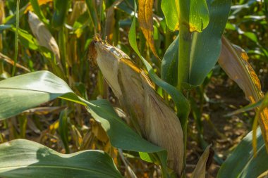 Organik mısır tarlasında seçici bir mısır koçanı resmi.