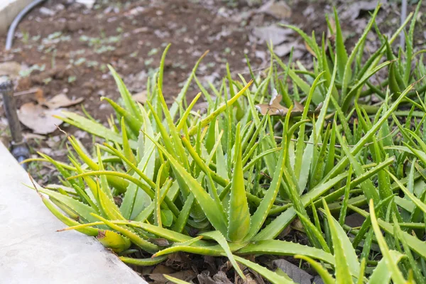 Aloe Vera Pflanzen Wachsen Einem Öffentlichen Park — Stockfoto