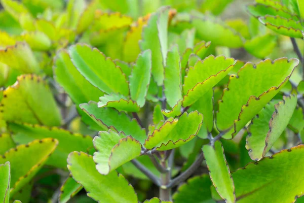 Folha Milagrosa Bryophyllum Pinnatum Planta Uma Planta Suculenta — Fotografia de Stock