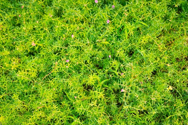 Grüne Pflanzen Textur Hintergrund — Stockfoto