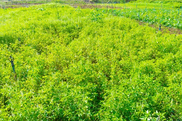 Planta Manjericão Doce Fazenda Vegetal — Fotografia de Stock