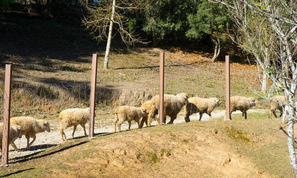 Får Ängen Får Det Gröna Gräset Fårflock — Stockfoto