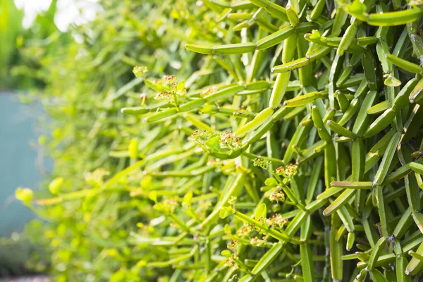 Frische Grüne Cissus Quadrangularis Pflanze Naturgarten — Stockfoto