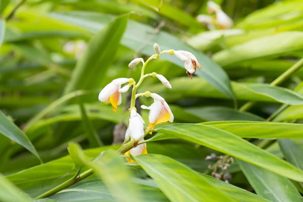 Witte Lelie Bloemen Tuin — Stockfoto