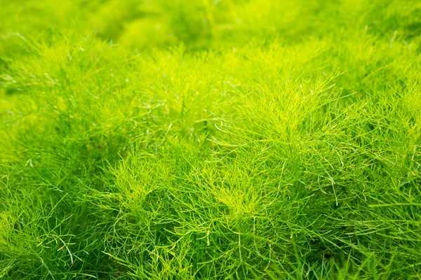 Dill Wächst Boden Grüner Fenchel Sprießt Garten — Stockfoto