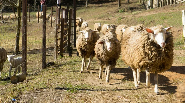 Får Ängen Får Det Gröna Gräset Fårflock — Stockfoto