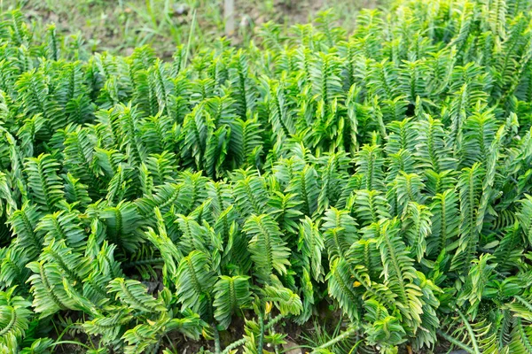 Muchlenbeckia Platyclada Meissn Pflanze Garten — Stockfoto