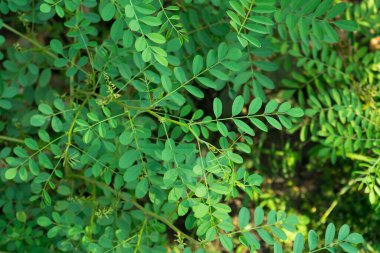 yeşil yapraklar, bitkiler ve yapraklar