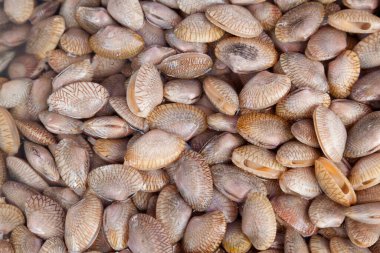 Pazarda taze deniz ürünleri 