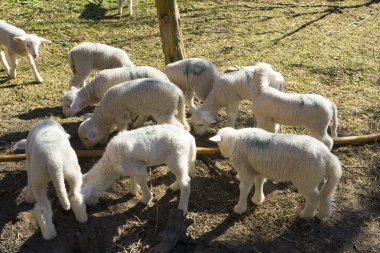 Çayır koyunları. Koyunlar yeşil çimlerin üzerinde. Bir koyun sürüsü..