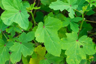 yeşil yapraklar ve taze bitkiler