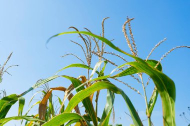 Organik mısır tarlasında seçici bir mısır koçanı resmi.