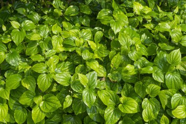 Yerde taze bitkilerle yeşil yapraklar, yakın..