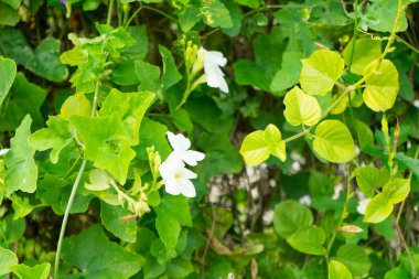 yeşil yapraklar ve küçük bitkiler, yaz bitkileri