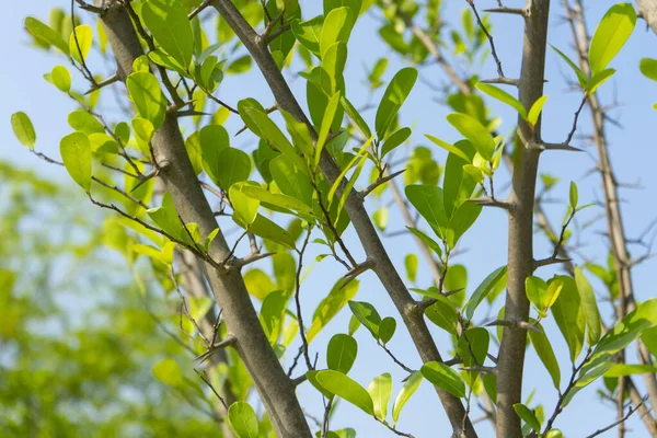 Hojas Verdes Ramas Árboles Contra Cielo Azul —  Fotos de Stock