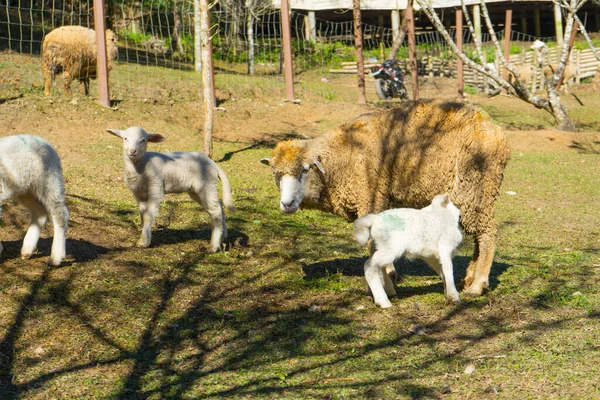 牧草地で羊 緑の草の上に羊 羊の群れ — ストック写真
