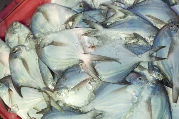 Frischer Fisch Auf Dem Markt — Stockfoto