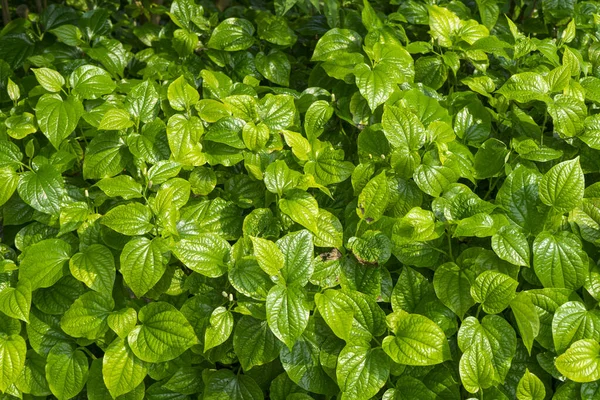 Yerde taze bitkilerle yeşil yapraklar, yakın..