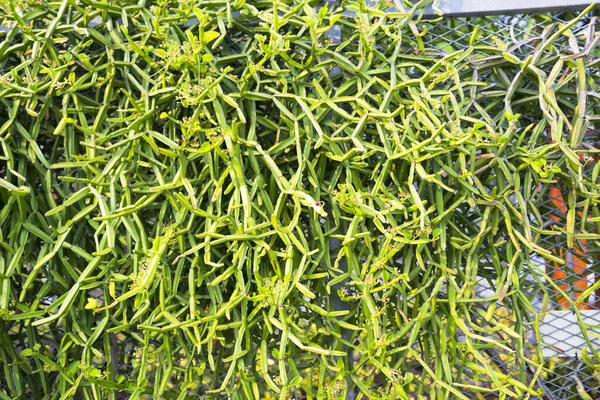 Frische Grüne Cissus Quadrangularis Pflanze Naturgarten — Stockfoto
