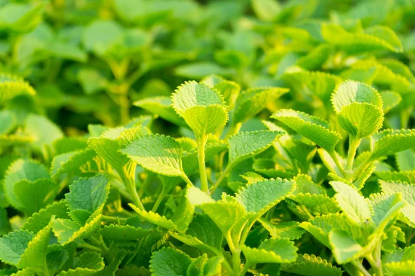 Bahar bahçesinde ramie yaprağı