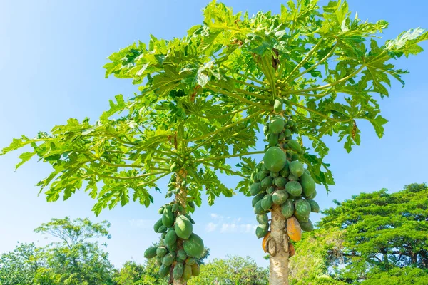 Papaya Owoce Papai Ogrodzie Botanicznym — Zdjęcie stockowe