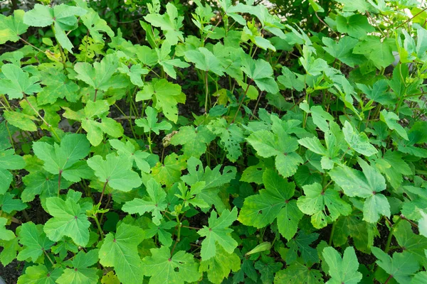 Grüne Blätter Von Sträuchern Garten — Stockfoto