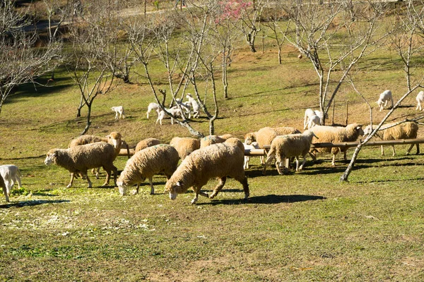 Schafe Auf Der Weide Schafe Auf Dem Grünen Gras Eine — Stockfoto