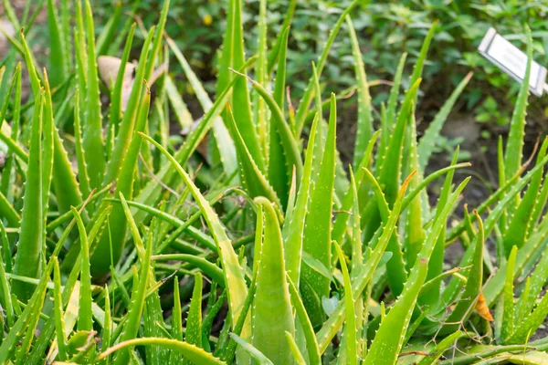 Aloe Vera Plantas Crescendo Parque Público — Fotografia de Stock