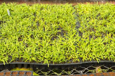 Hidrofonik, organik taze sebze çiftliği..