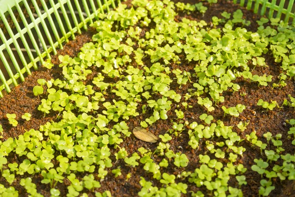 Hydroponik Bio Bauernhof Mit Frischem Gemüse — Stockfoto