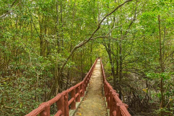 Calçadão Madeira Floresta Tropical Verde — Fotografia de Stock