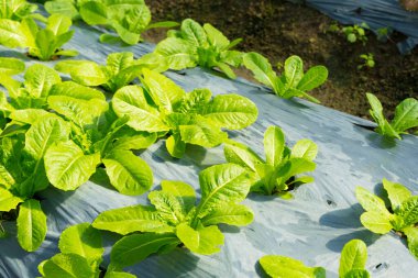 Serada taze sebzeler yetişiyor.