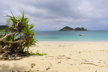 Palmiye ağaçları ve mavi gökyüzü olan güzel tropikal plaj