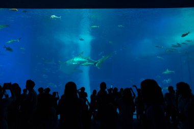 Okinawa, Japonya - 9 Haziran 2019: Kimliği belirsiz turistler, 9 Haziran 2019 tarihinde Japonya 'nın Okinawa kentindeki Okinawa Churaumi Akvaryumu' nda büyük bir balina köpekbalığının davranışlarını izlediler..