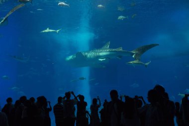 Okinawa, Japonya - 9 Haziran 2019: Kimliği belirsiz turistler, 9 Haziran 2019 tarihinde Japonya 'nın Okinawa kentindeki Okinawa Churaumi Akvaryumu' nda büyük bir balina köpekbalığının davranışlarını izlediler..