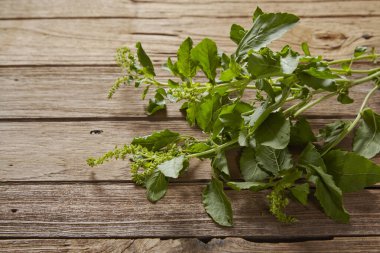 Ahşap arka planda taze yeşil fesleğen. Kapat, boşluğu kopyala.