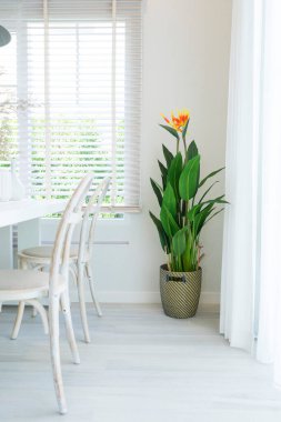 Çiçekler ve bitkilerle dolu güzel beyaz bir oda.