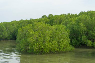 Yazın nehir suyu ve orman