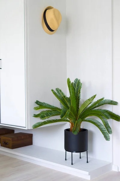 Interior Moderno Com Planta Verde — Fotografia de Stock