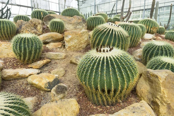 Kaktusy Szklarni Ogrodu Botanicznego — Zdjęcie stockowe