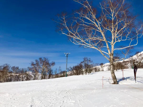 Prachtig Landschap Met Besneeuwde Bomen Het Bos — Stockfoto