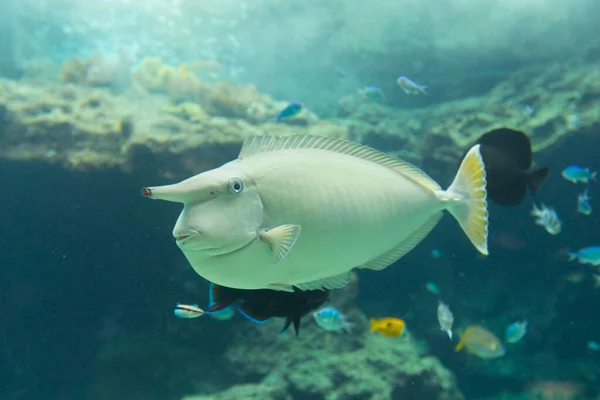 Pesce Chirurgo Bianco Acquario — Foto Stock