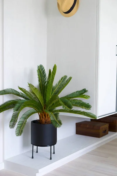 Interior Moderno Com Planta Verde — Fotografia de Stock