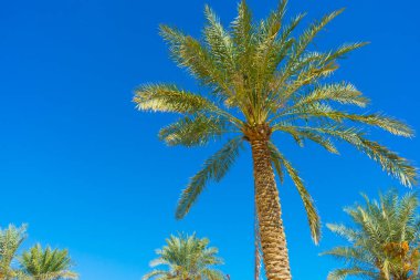 Mavi arkaplanda yeşil palmiye yaprakları