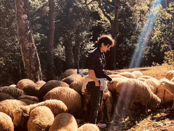 Homme Avec Des Moutons Dans Ferme — Photo