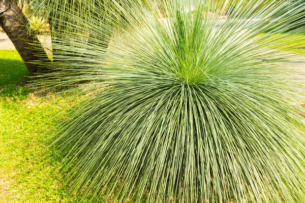 Grön Blad Konsistens Bakgrund Närbild Visa — Stockfoto